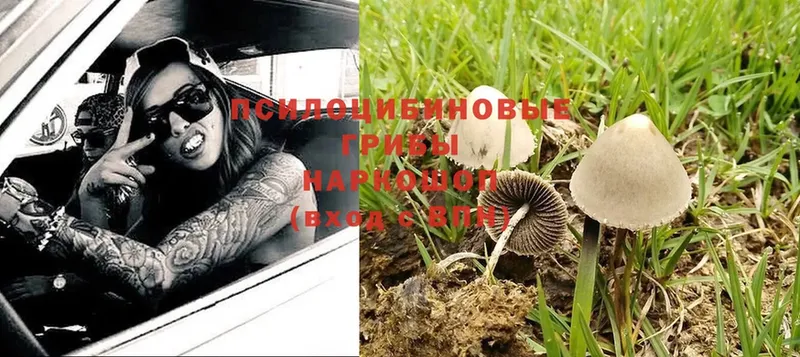 Галлюциногенные грибы Cubensis  где можно купить   hydra как зайти  Красноярск 